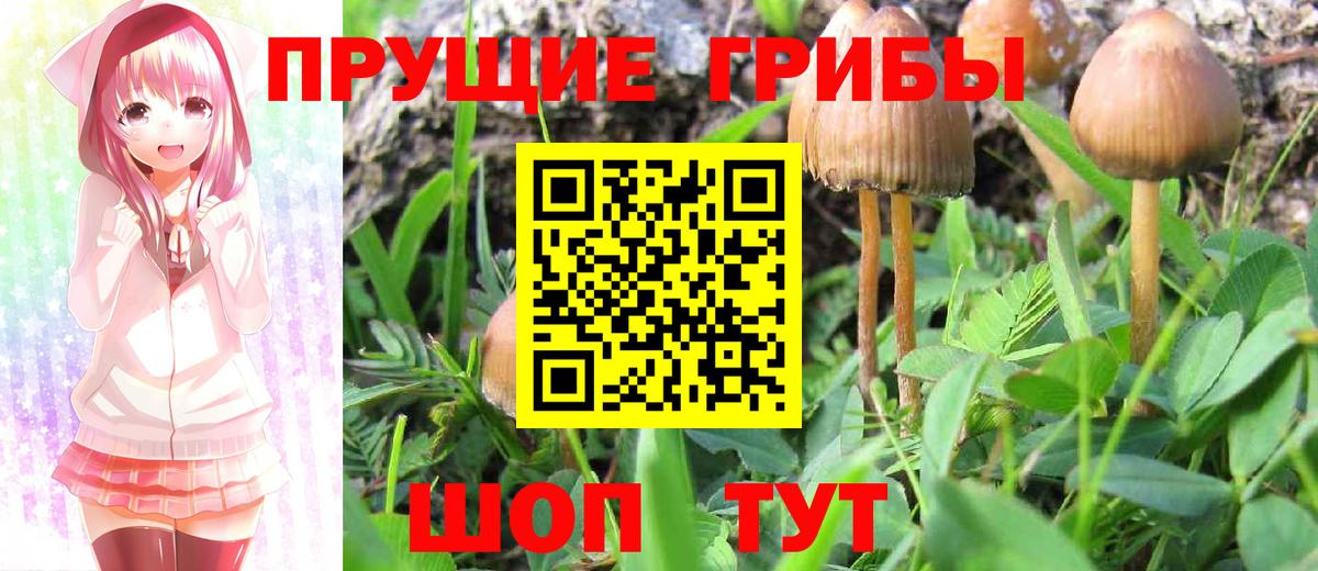 Галлюциногенные грибы GOLDEN TEACHER Кизилюрт